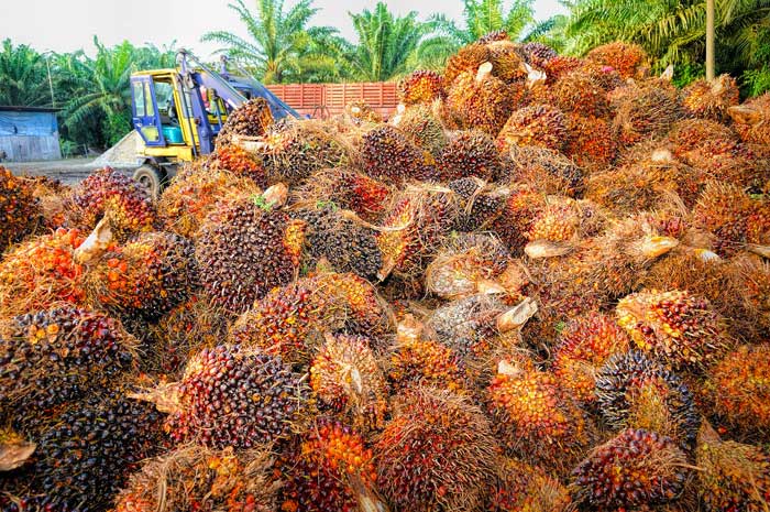 Produzione olio di palma